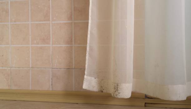 Professional Mold Removal in New Hope, OR