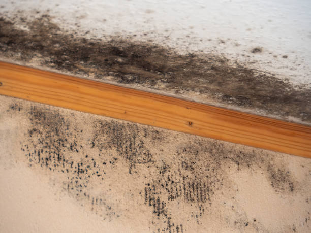 Best Mold Documentation for Insurance Claims  in New Hope, OR