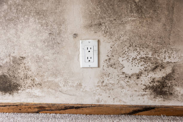 Best HVAC Mold Inspection and Cleaning  in New Hope, OR