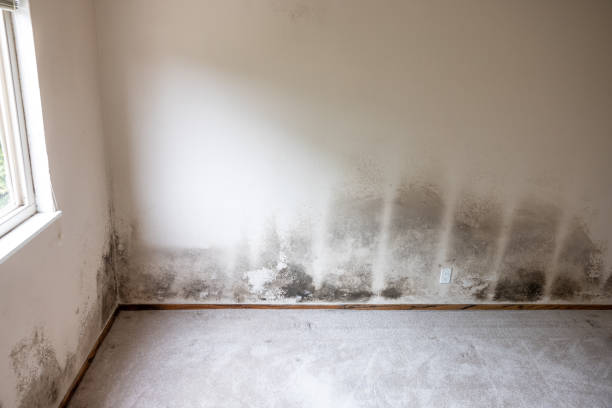 Best Forensic Mold Investigation  in New Hope, OR