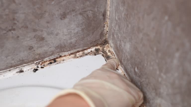 Best Commercial Mold Inspection  in New Hope, OR